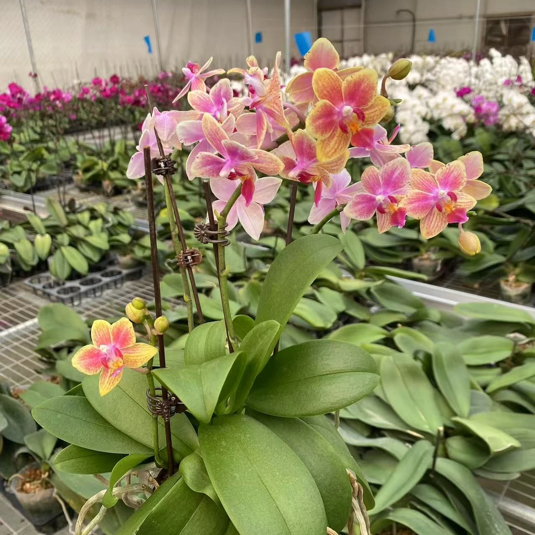 【蝴蝶兰-圣诞树-2.8寸杯】爆侧苗花卉室内懒人好养易活花卉绿植