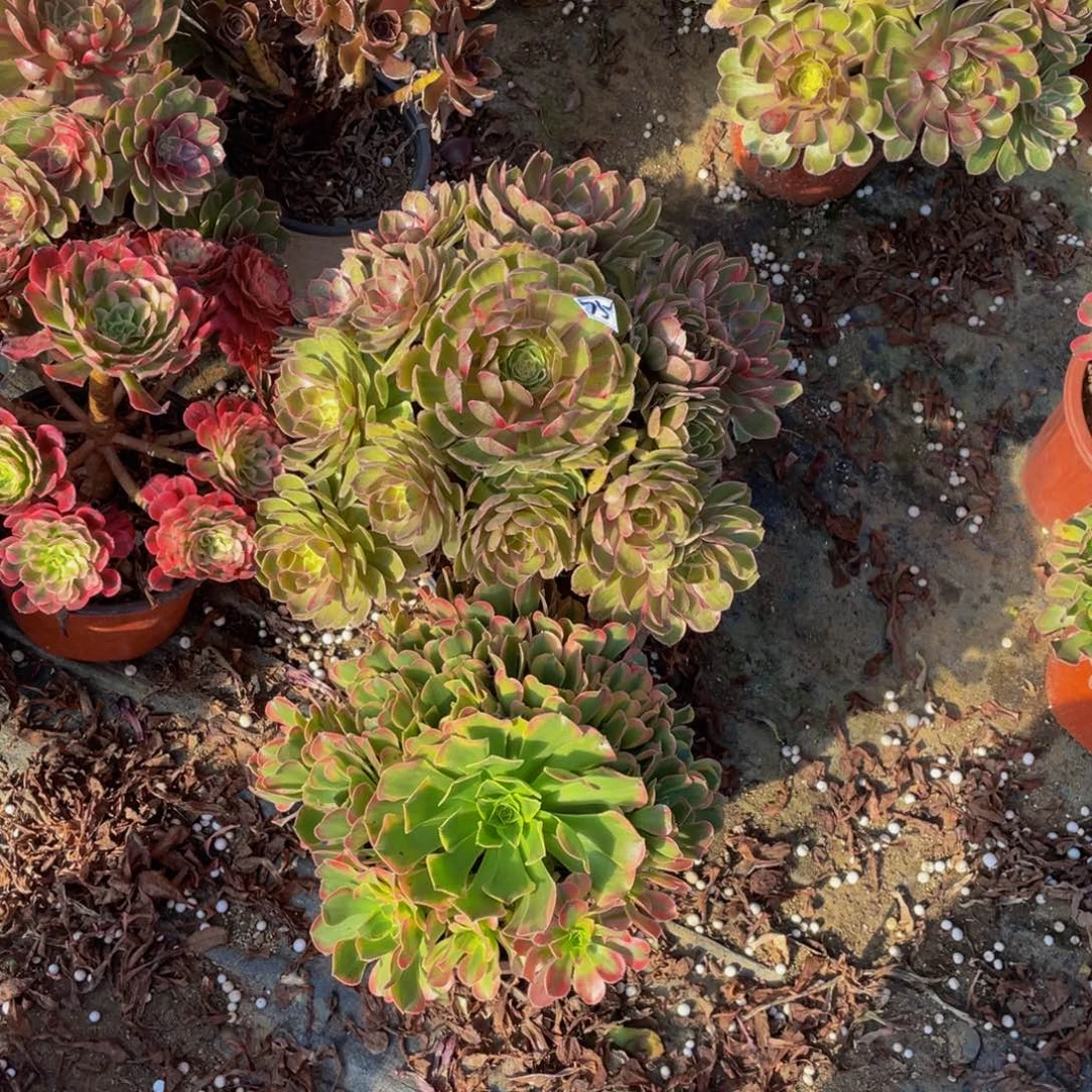 不包断枝有疤75鲜花老桩