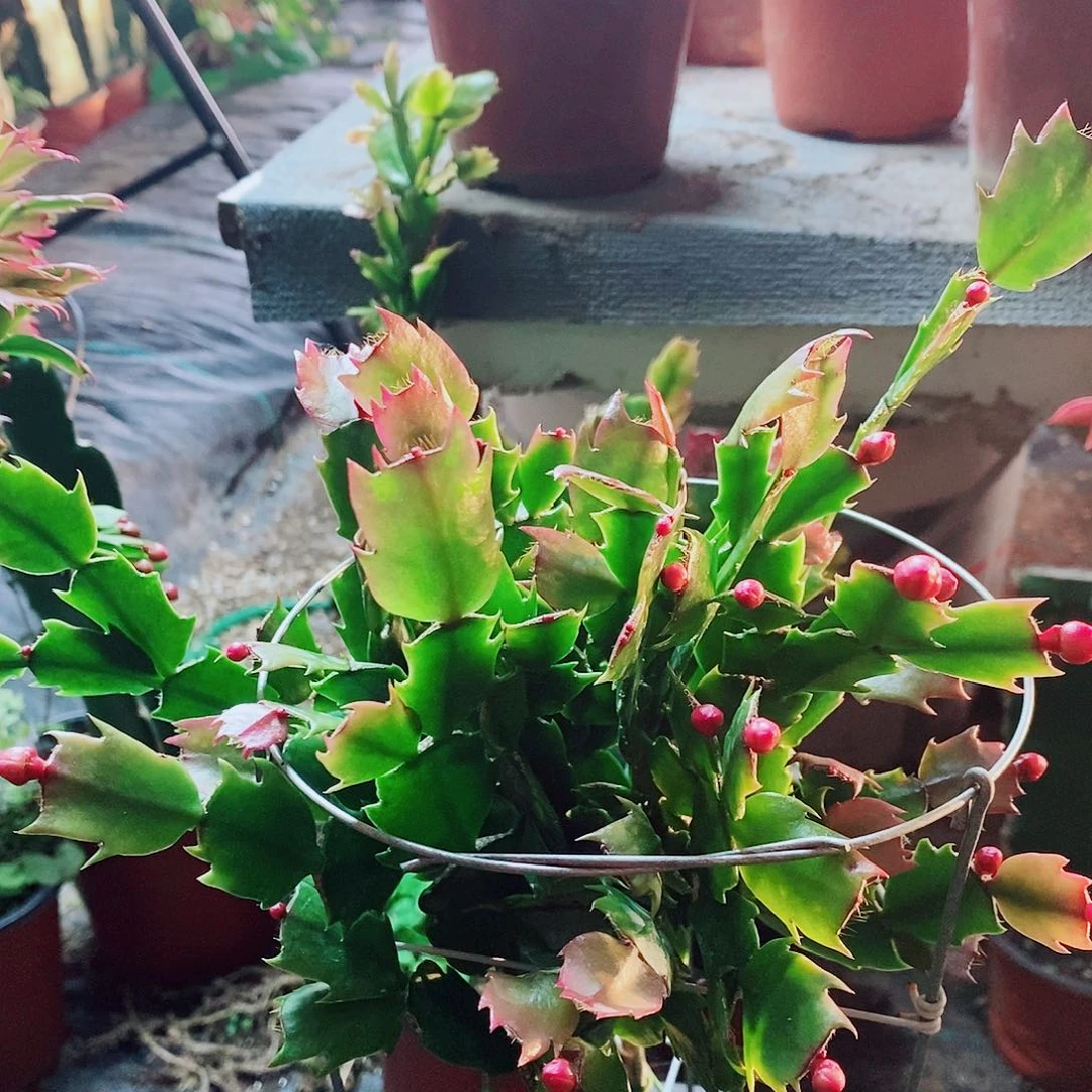 自***卷完全开放叶仙嫁接蟹爪兰福利