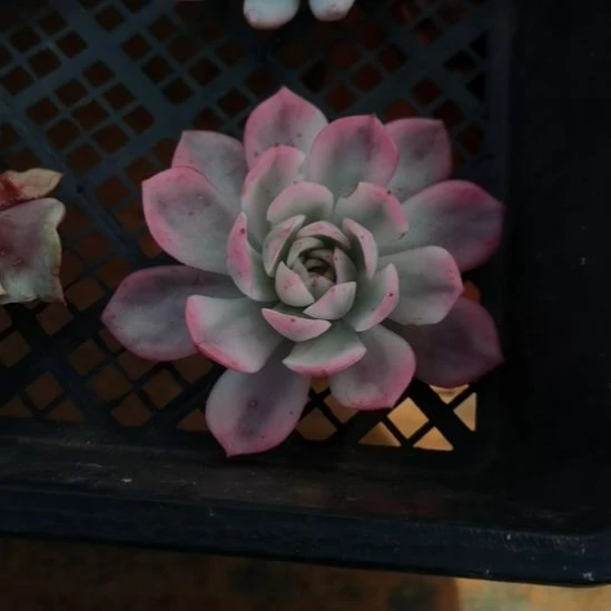 粉水晶白覆轮锦砍头