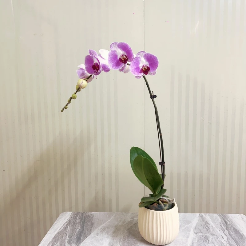 【仙桃】精品蝴蝶兰3.5寸超大杯室内绿植