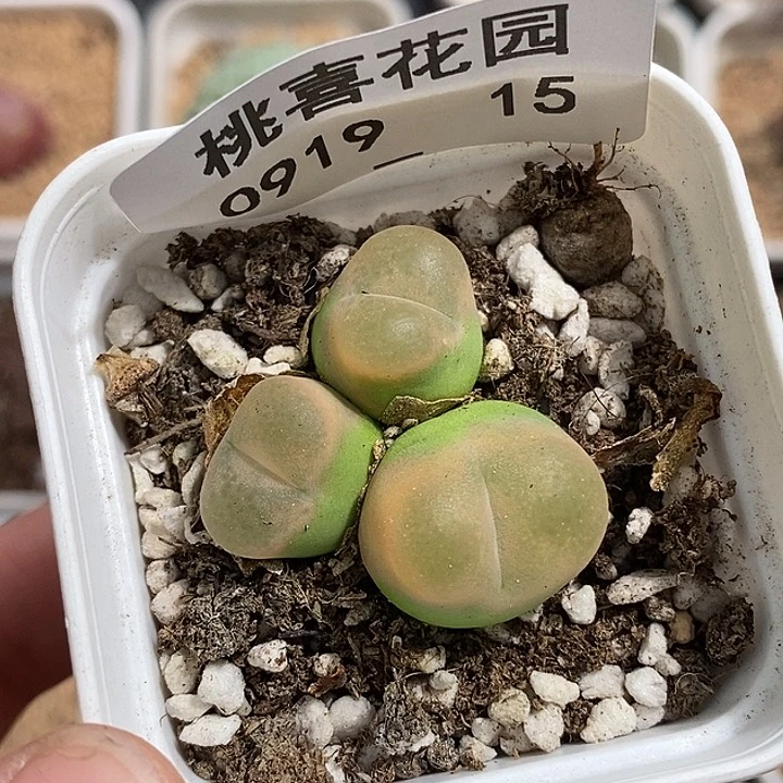 0919-15-粉o泡福利。
