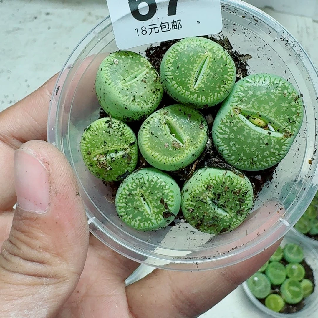 67多肉植物多肉植物
