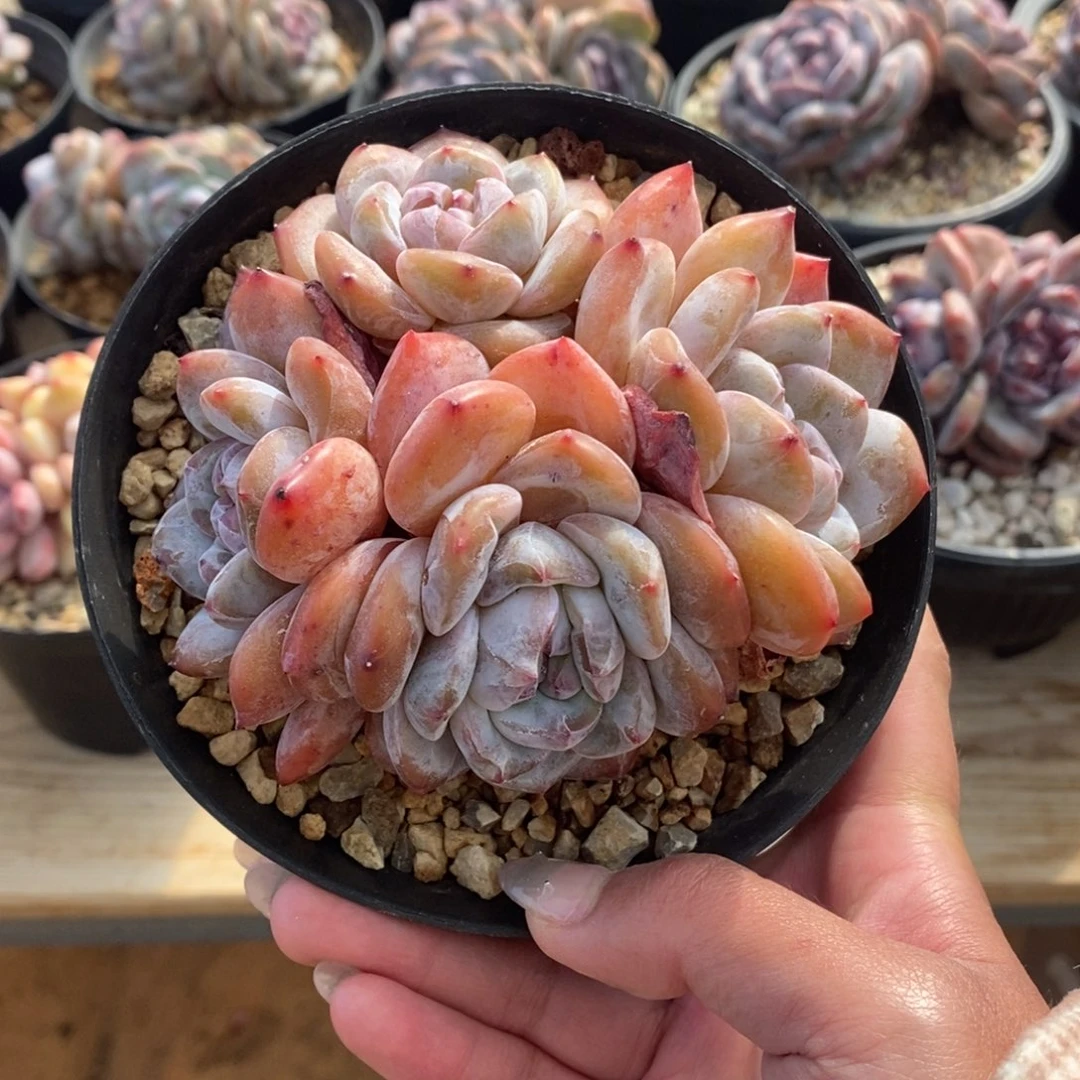 四头脸朝上短肥圆