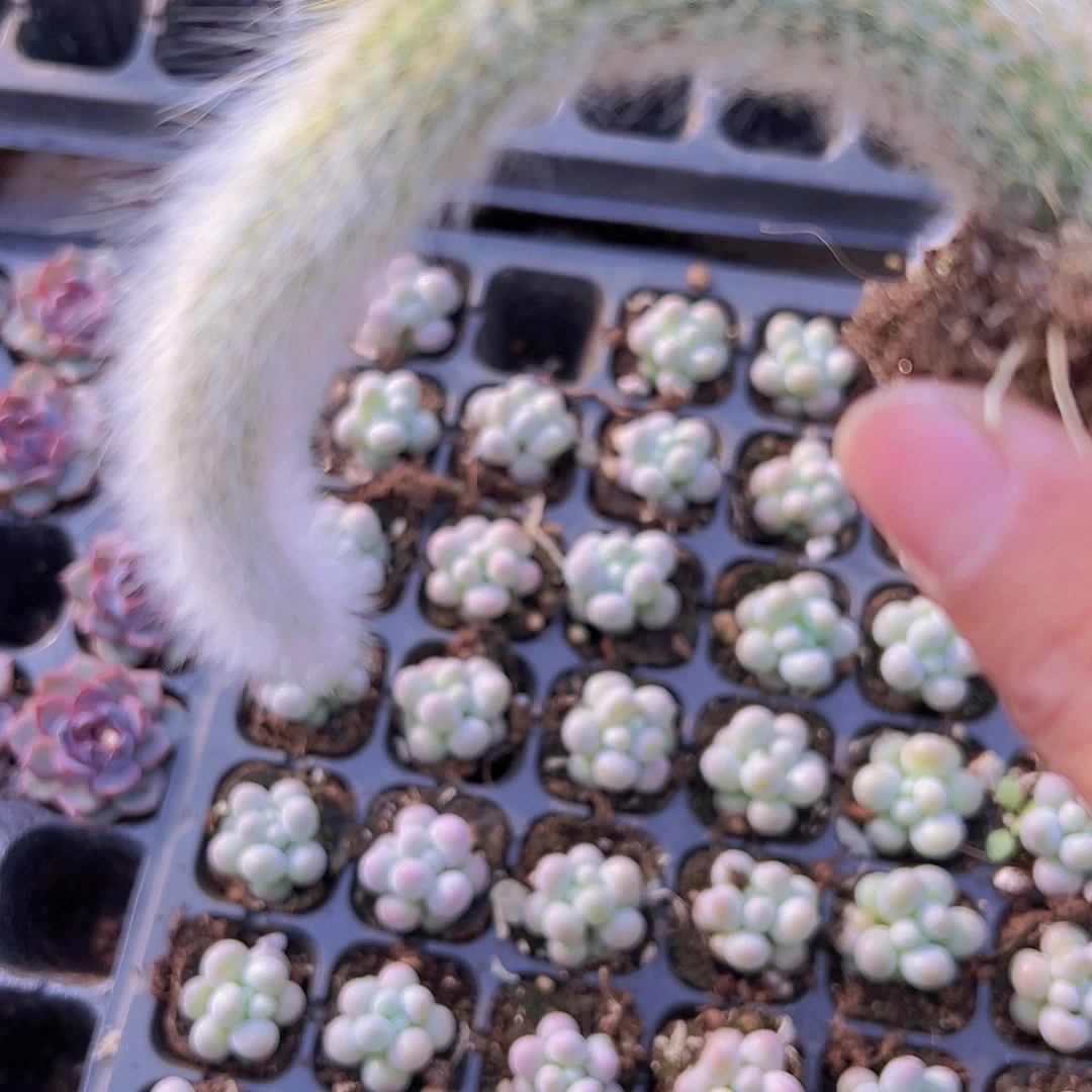 九尾狐7颗19包邮多肉