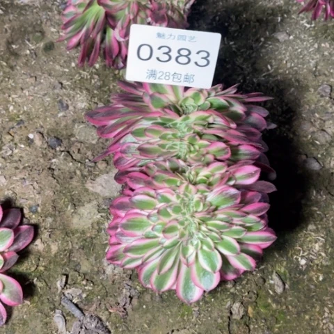 倾城缀多肉多肉0383