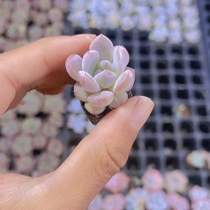 精品韩版橙梦露多肉植物