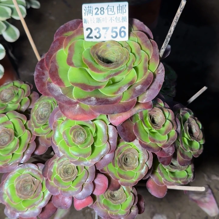23756魅金玫瑰多肉植物