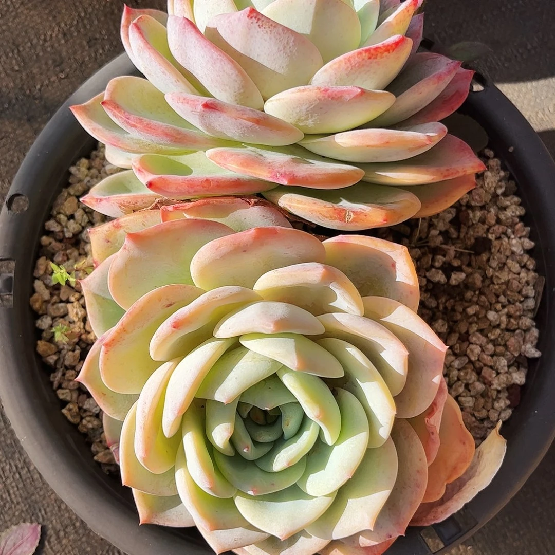 云南多肉双头凤橙