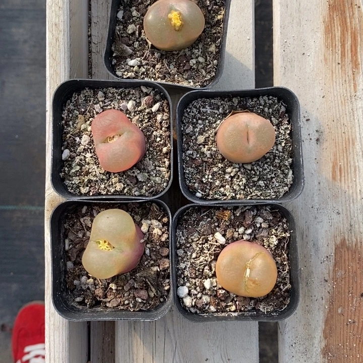 毛汗尼一组5颗11111