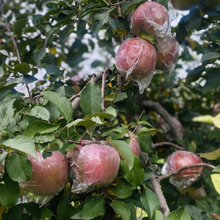 现摘现发生态有机丰县大沙河丑苹果脆甜多汁