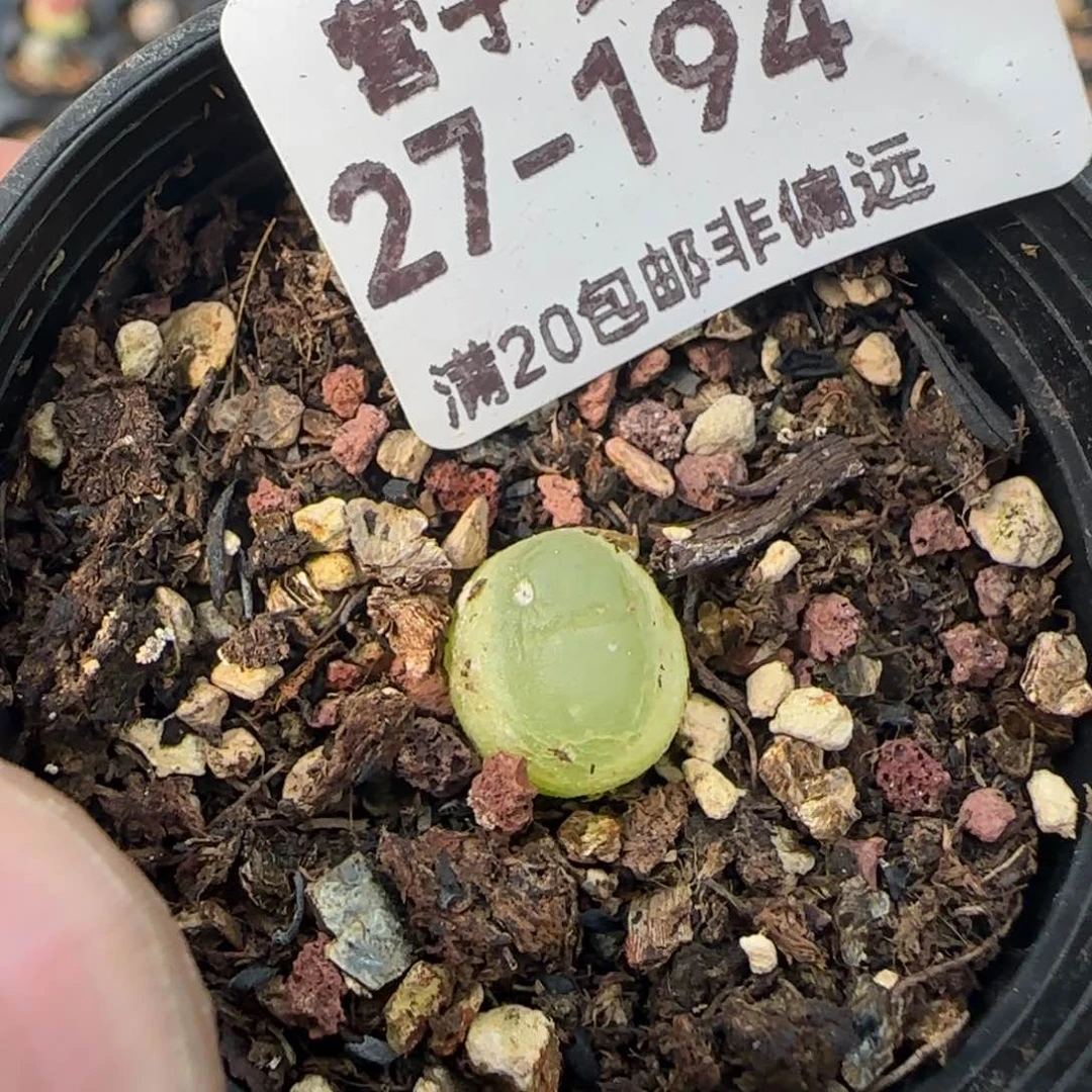 拉登1.0带盆土发货。