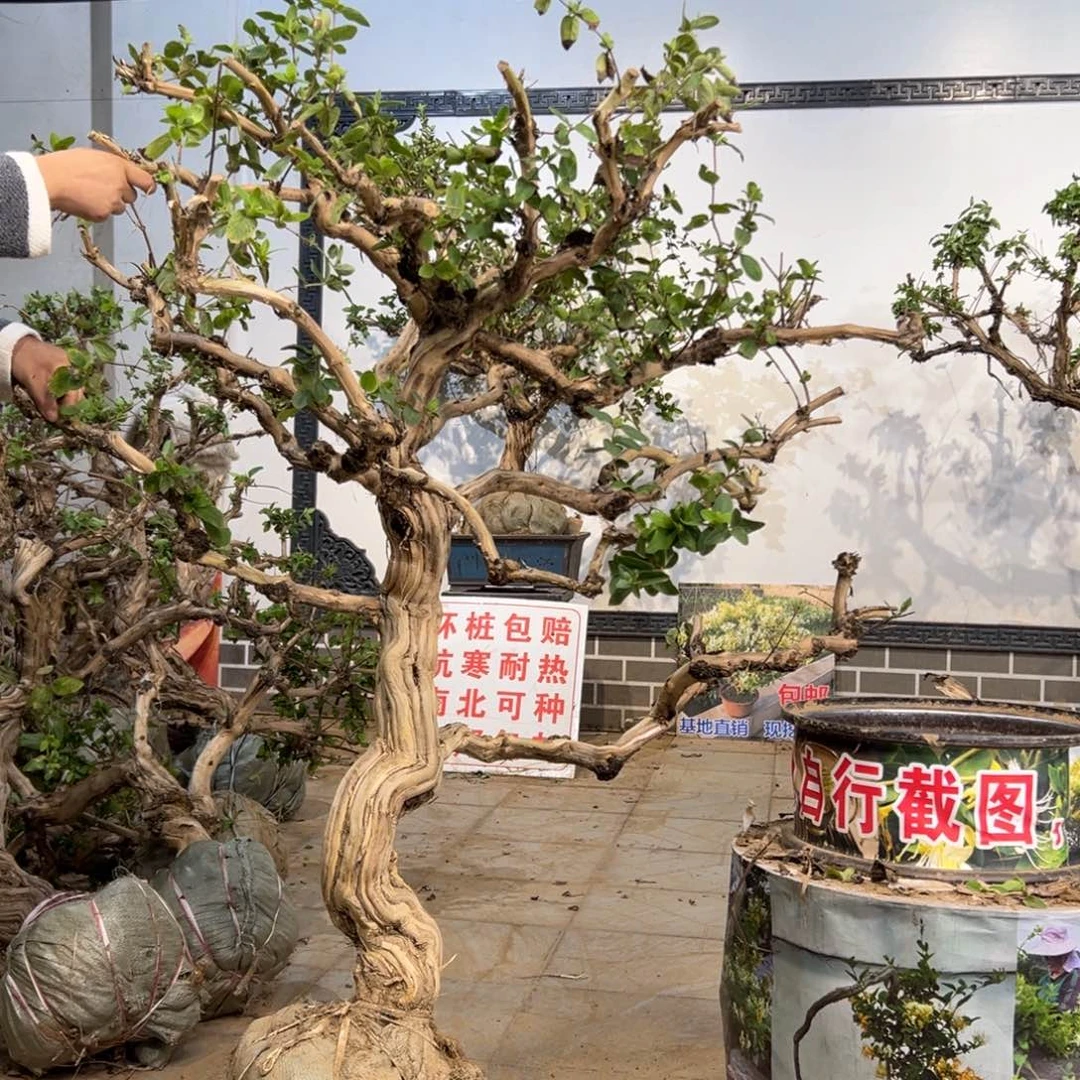 无花朵金银花88888