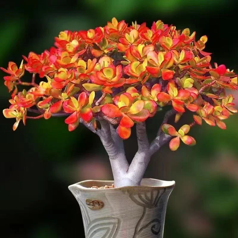 老桩摇钱树姬红花月多肉植物带盆土室内办公好养绿植