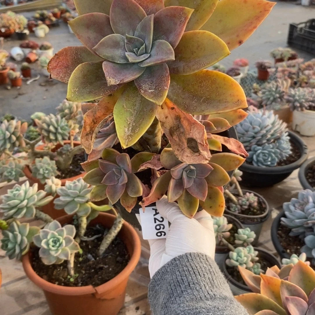 李***红266太妃糖一物一拍