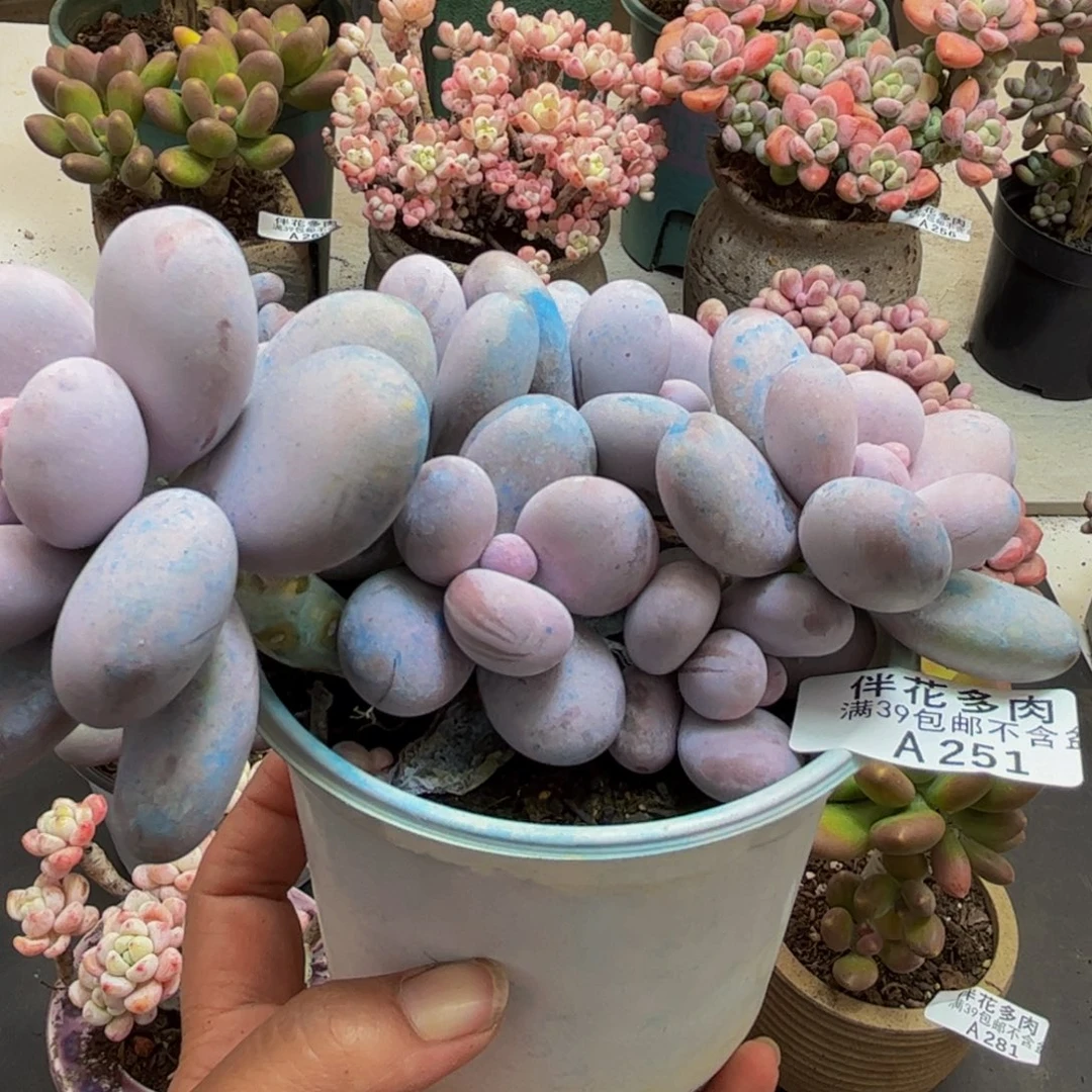 251/13cm水光针多肉植物