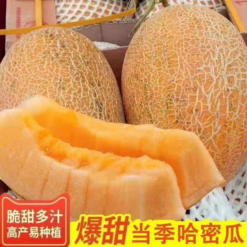 海南哈密瓜爆甜新鲜现摘孕妇直发晓密黄金蜜瓜批发价应季水果3-9