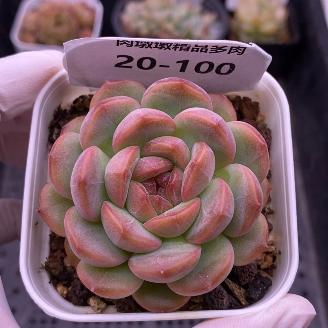 【闪购商品】20-100琴心