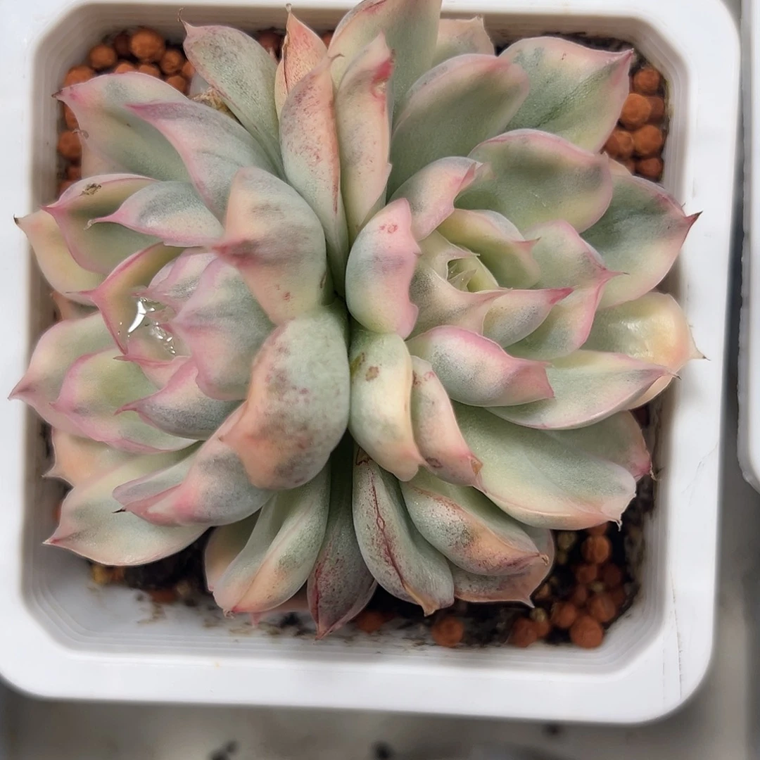 草莓蛋糕锦多肉植物
