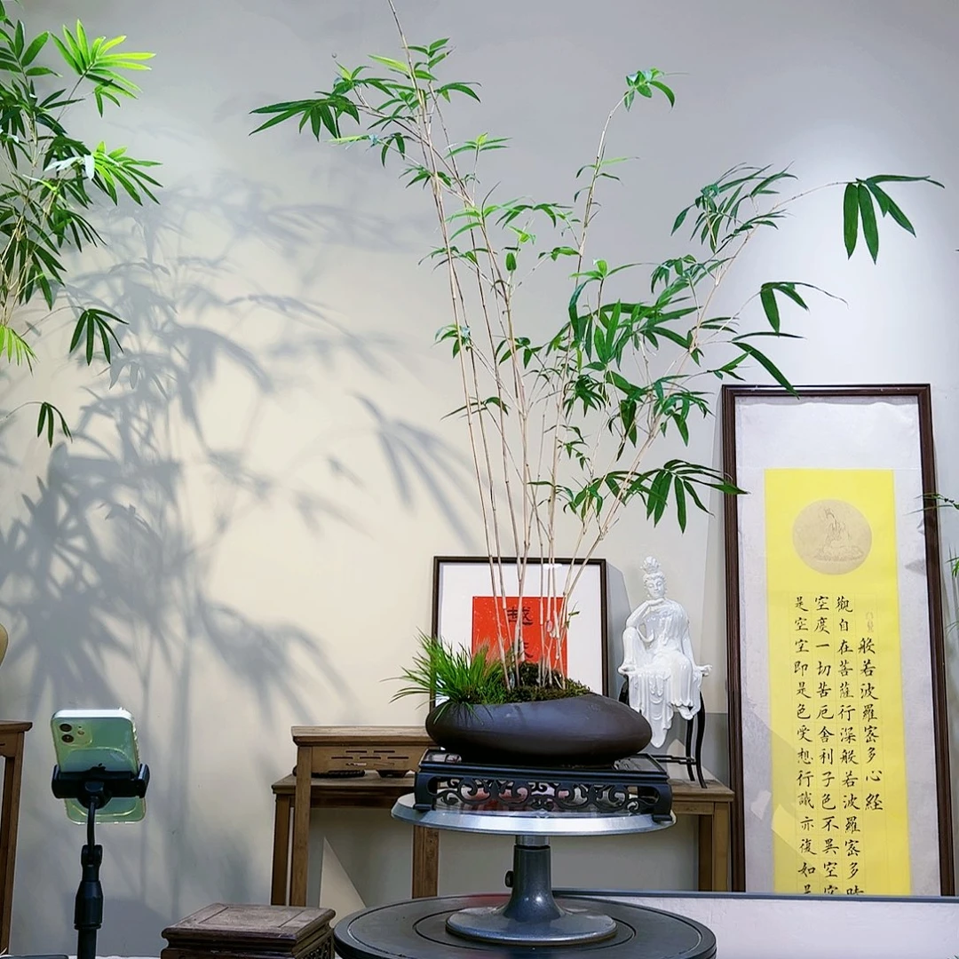 b****6老桩精品竹盆景