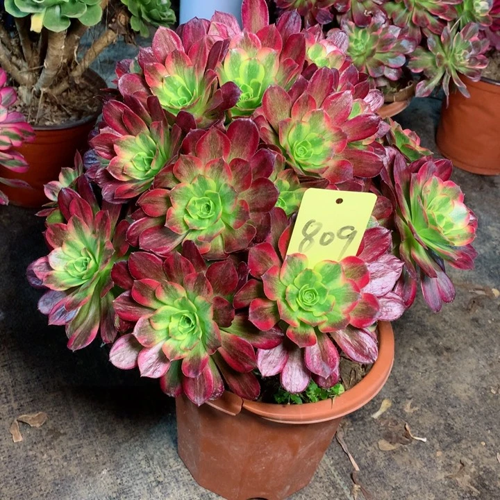 林*809安娜多肉一物一拍～