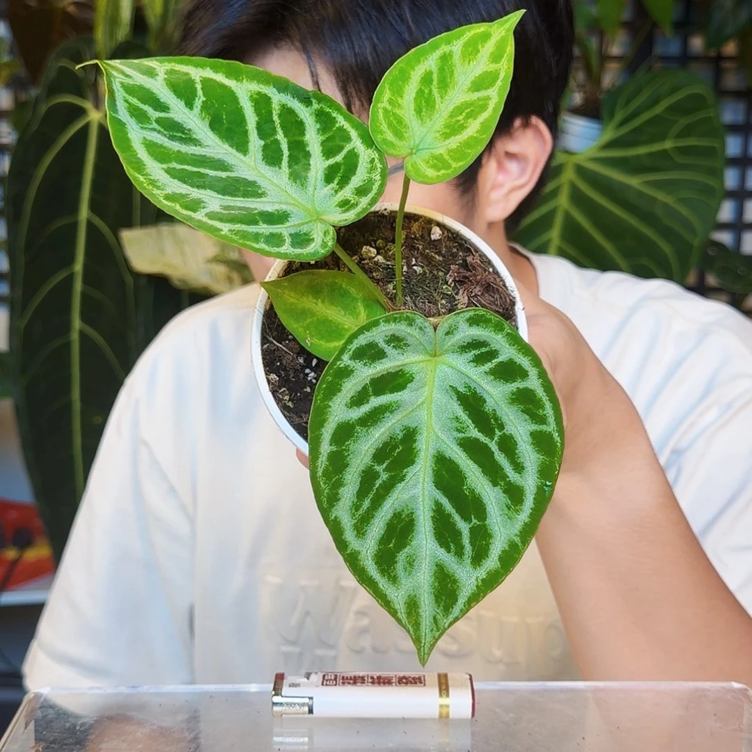 完全开放B07 银色面纱杂铜锣烧