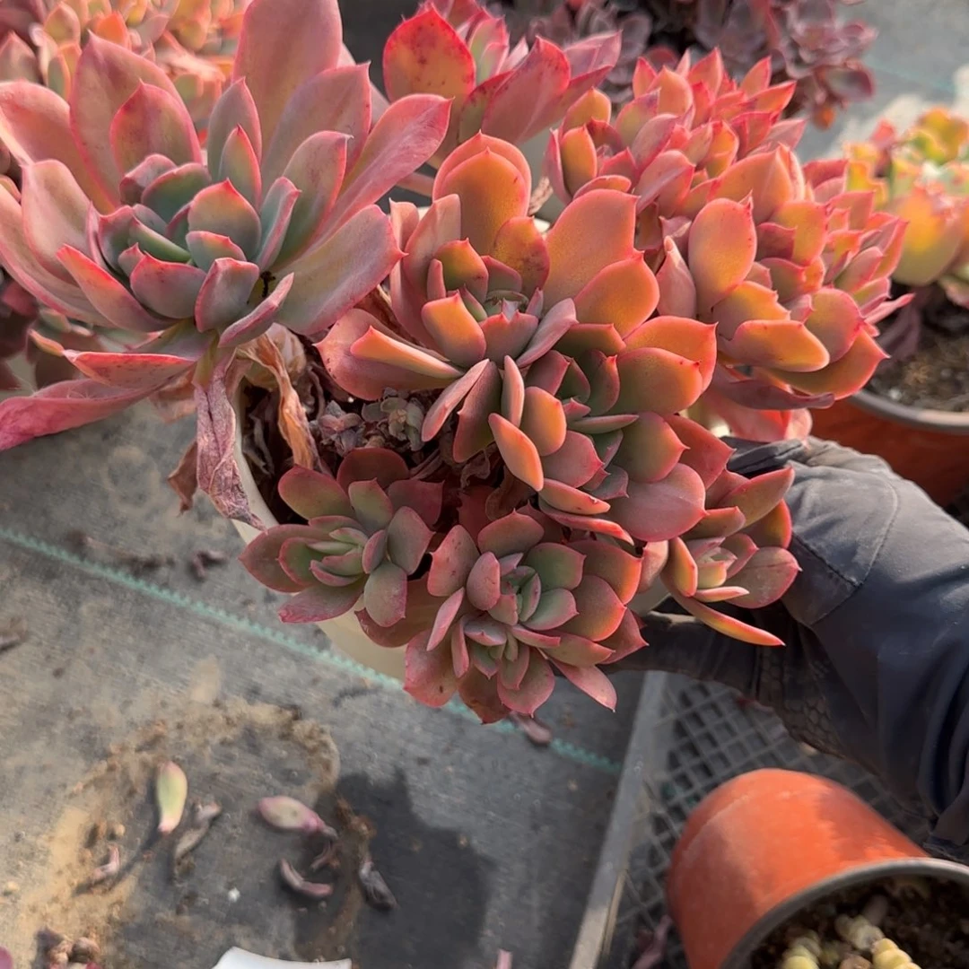 无花朵绮罗白盆25大