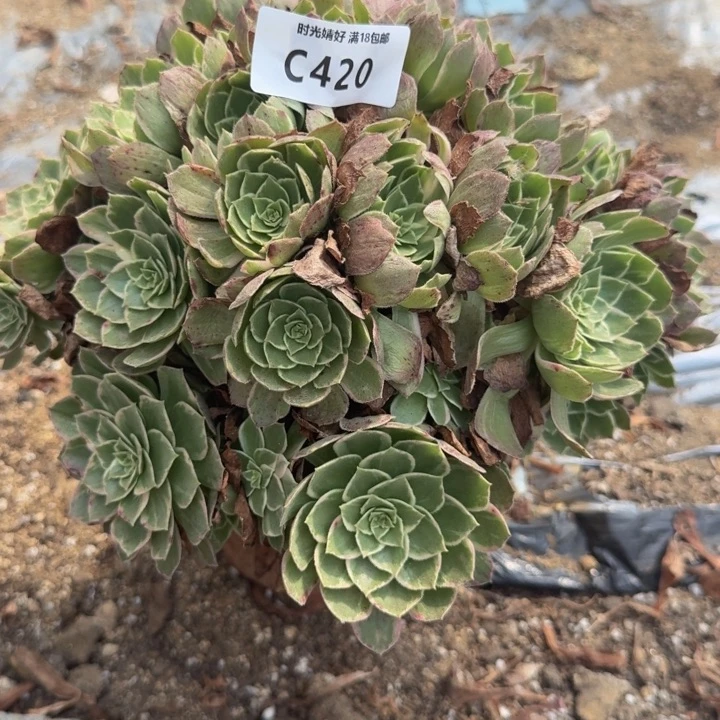 420 万花筒。多肉植物