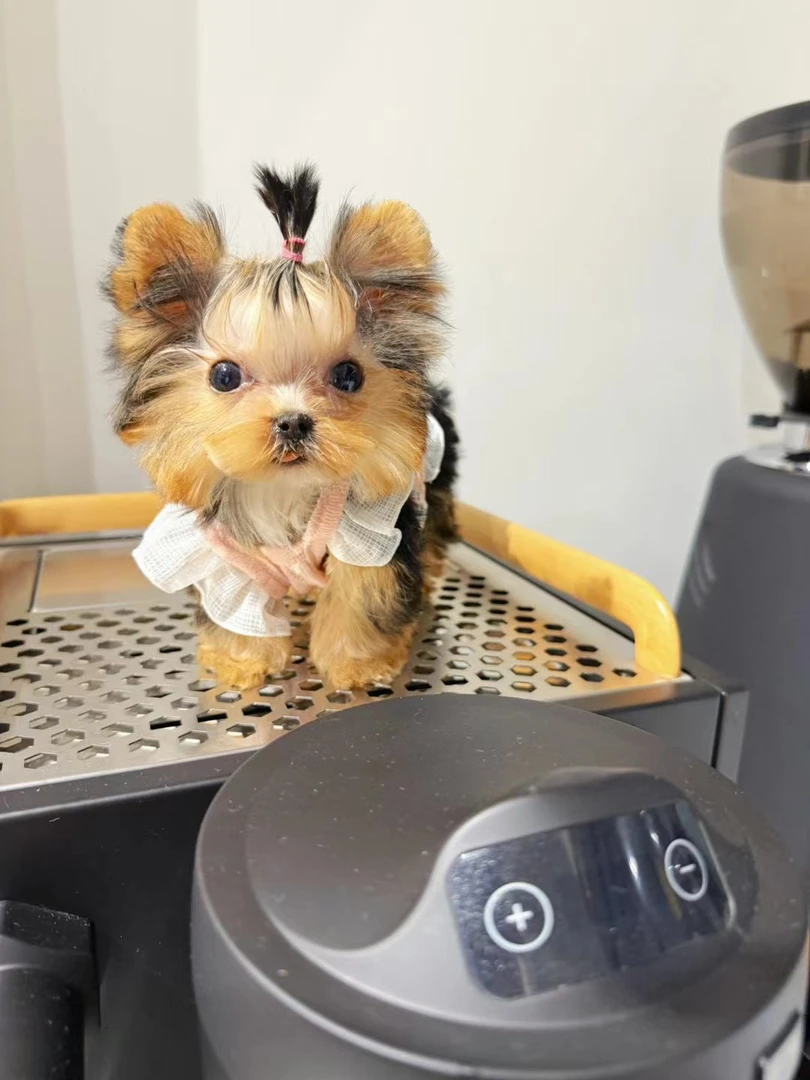 拉萨本地繁殖约克夏小体