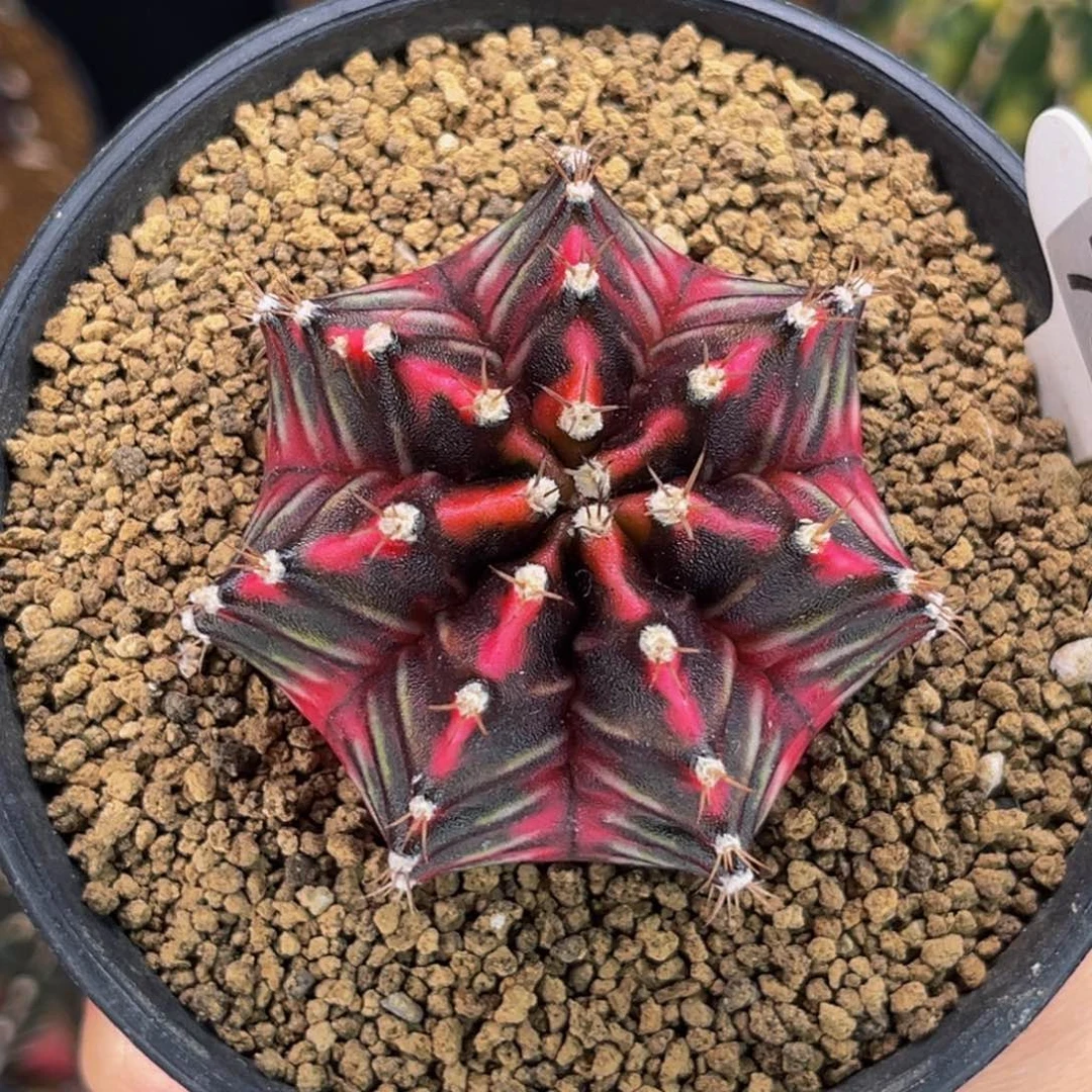 红色的爱 米哈仙人球