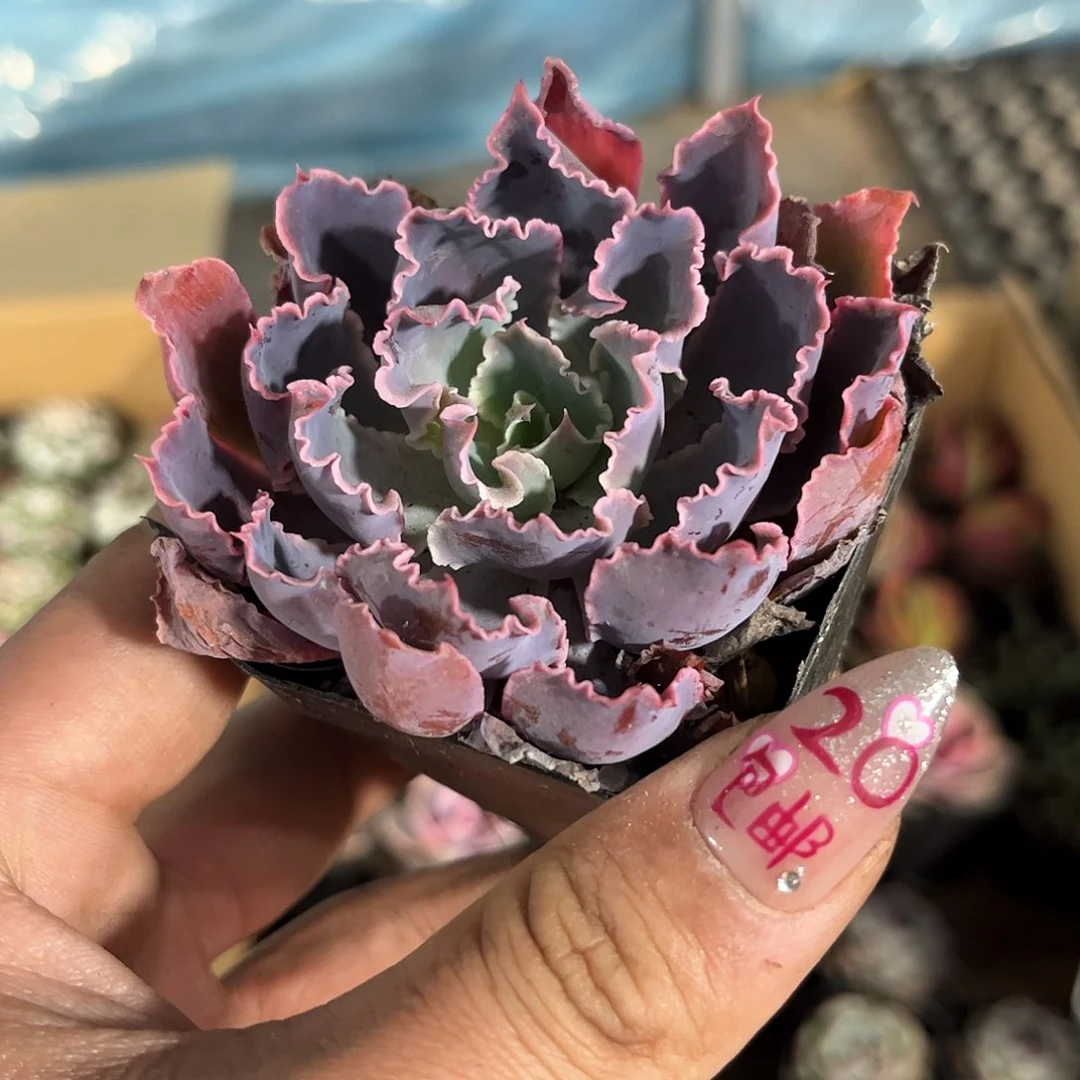 晚霞之舞单头发货有根