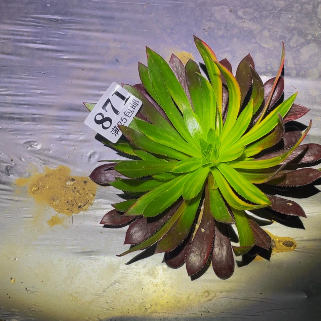 火凤凰七彩多肉植物871