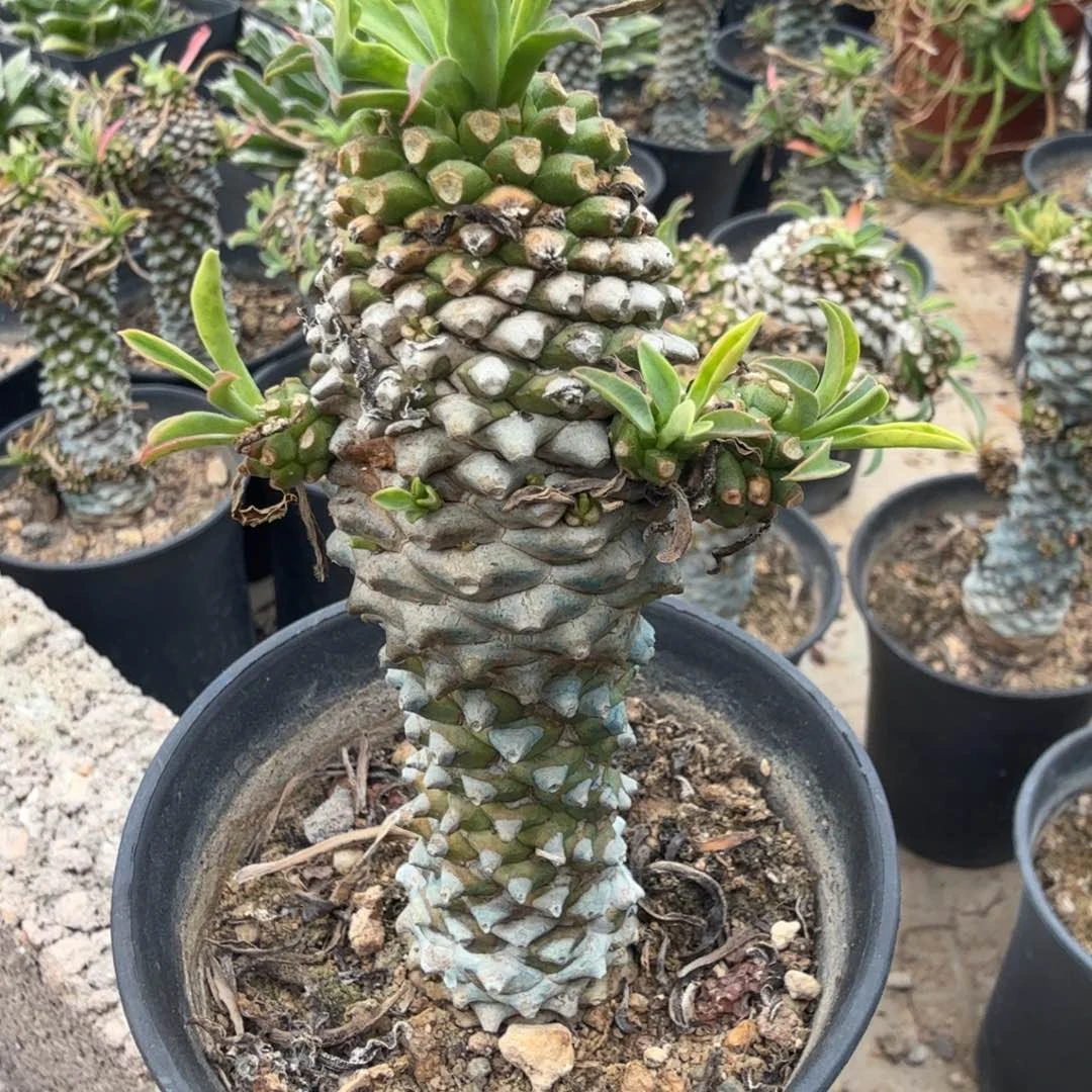 年***喜多肉植物多肉植物