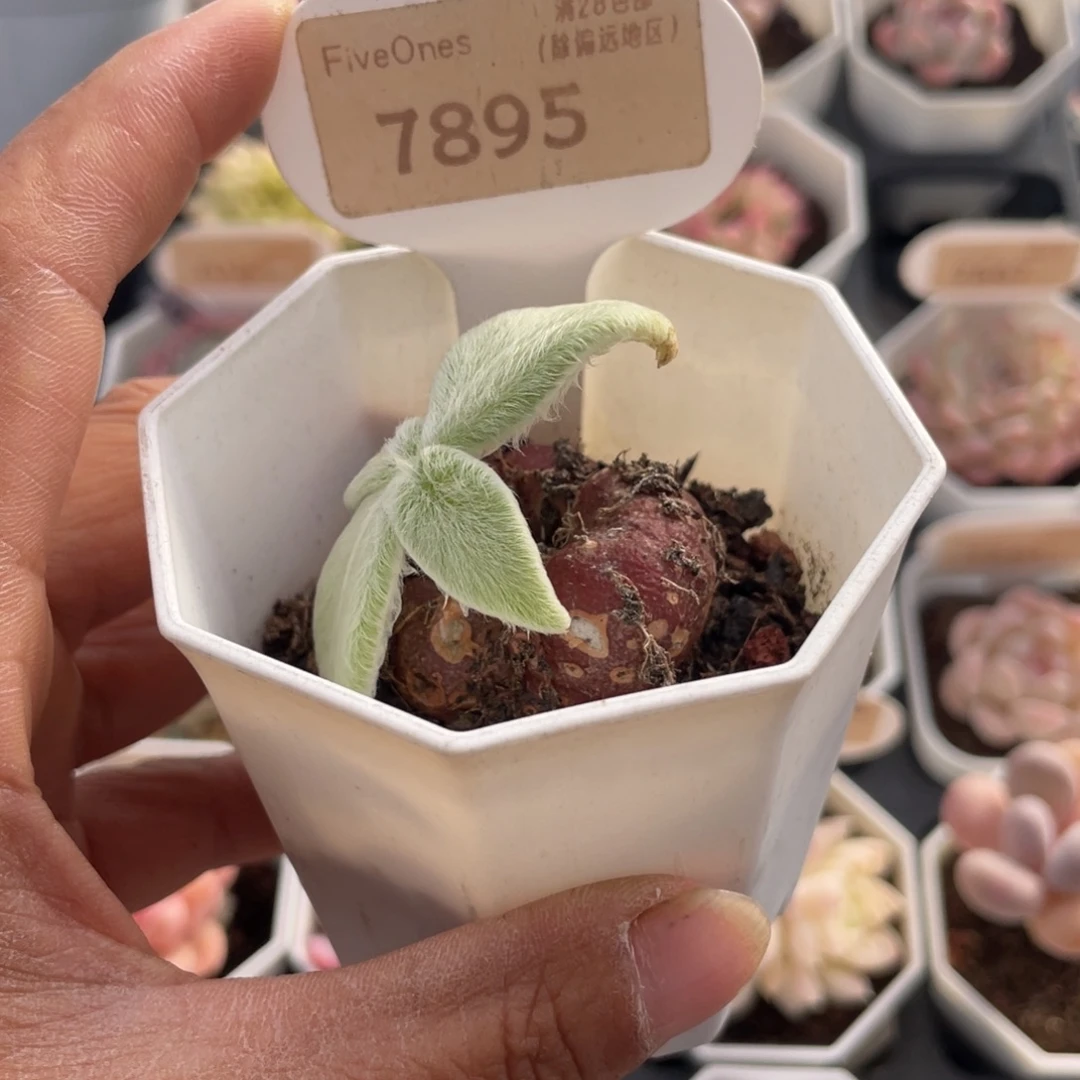 断崖女王7895-3.5厘米