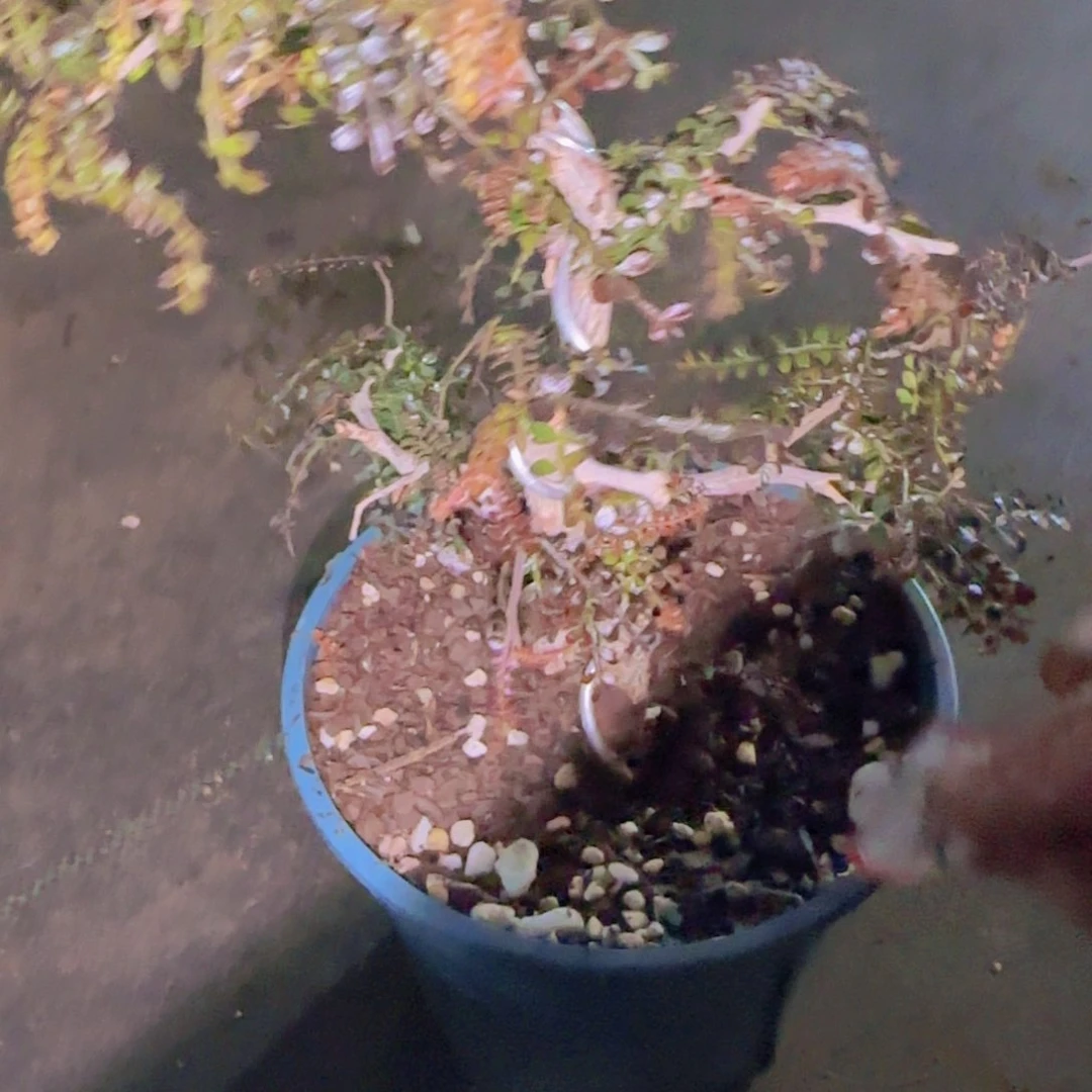 公***老块根粗壮植物块根