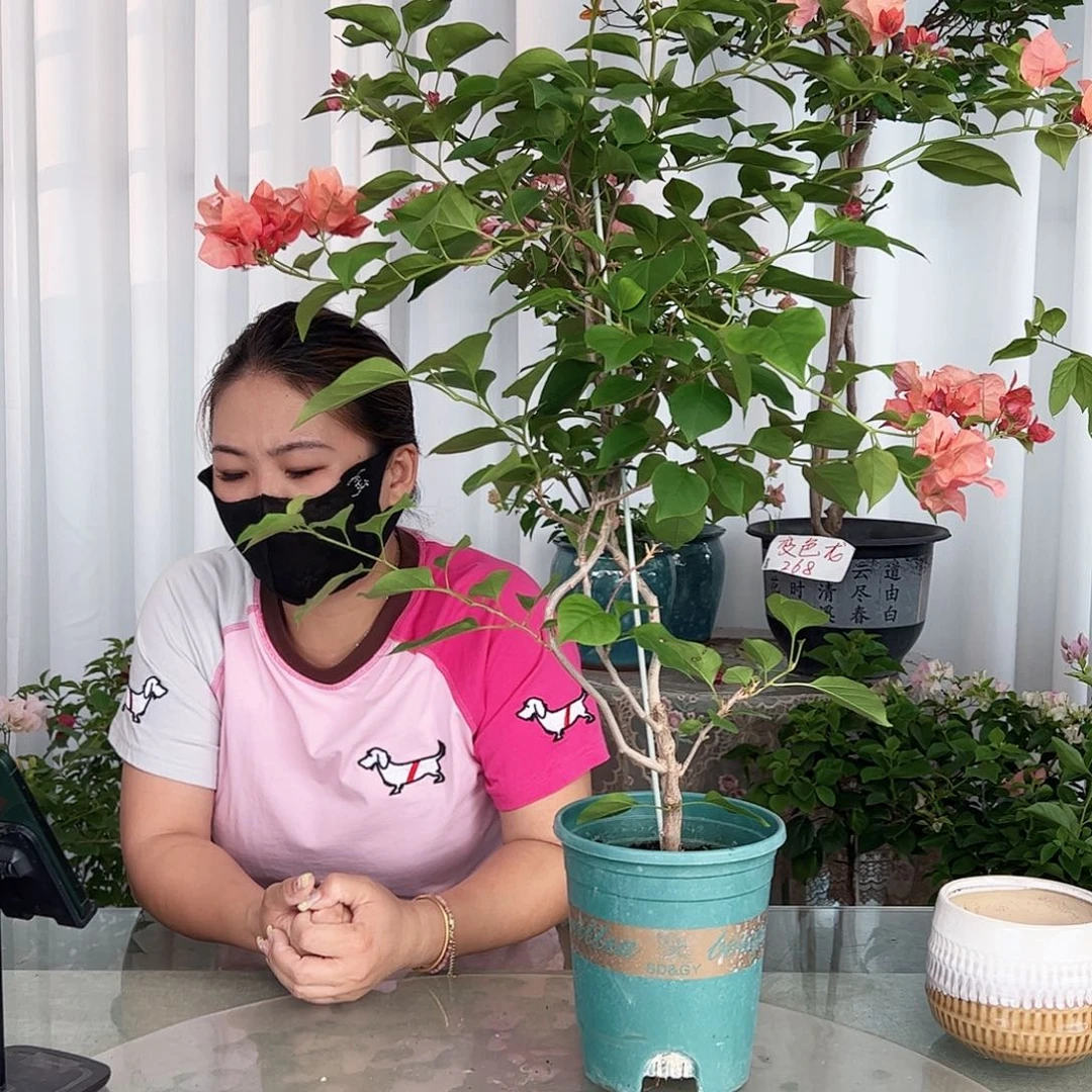 当前无花栽培后可以开花不甜西瓜一颗