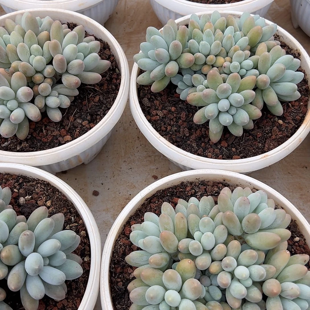 精控汤圆群生老桩16厘米可单挑