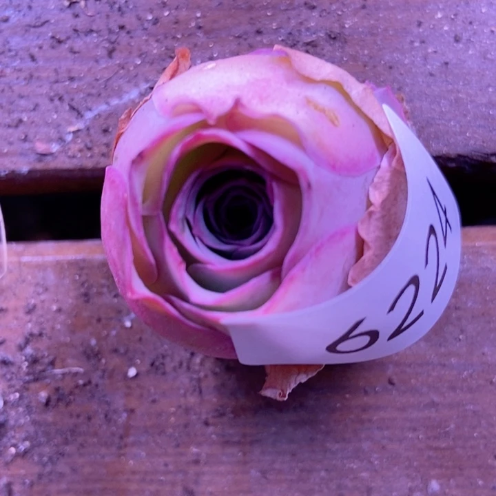 6224山地玫瑰花群