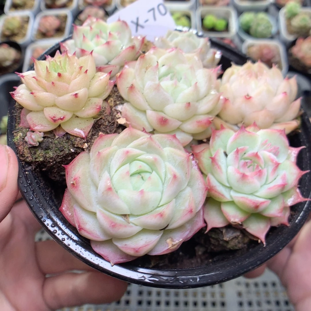 X70y y y y y y y y y y