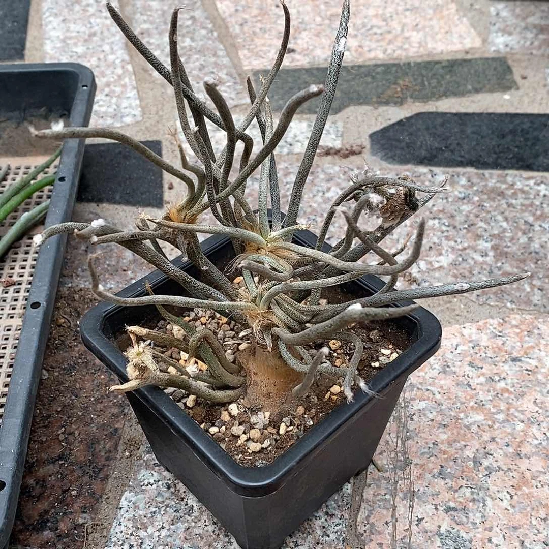 罗*实生美杜莎仙人球