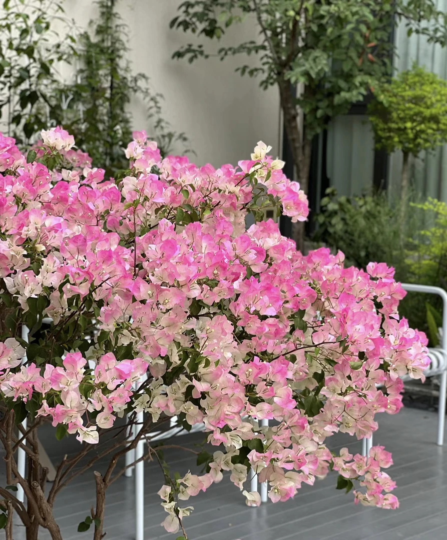 （绿樱）四季勤花爬藤庭院