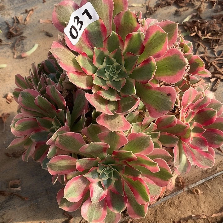 多肉植物布加迪031号