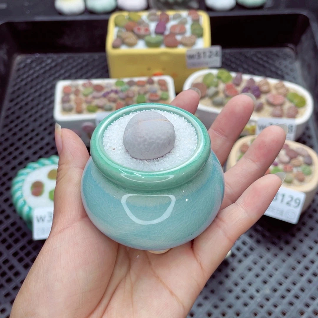 w3134 带盆土发货一物一拍