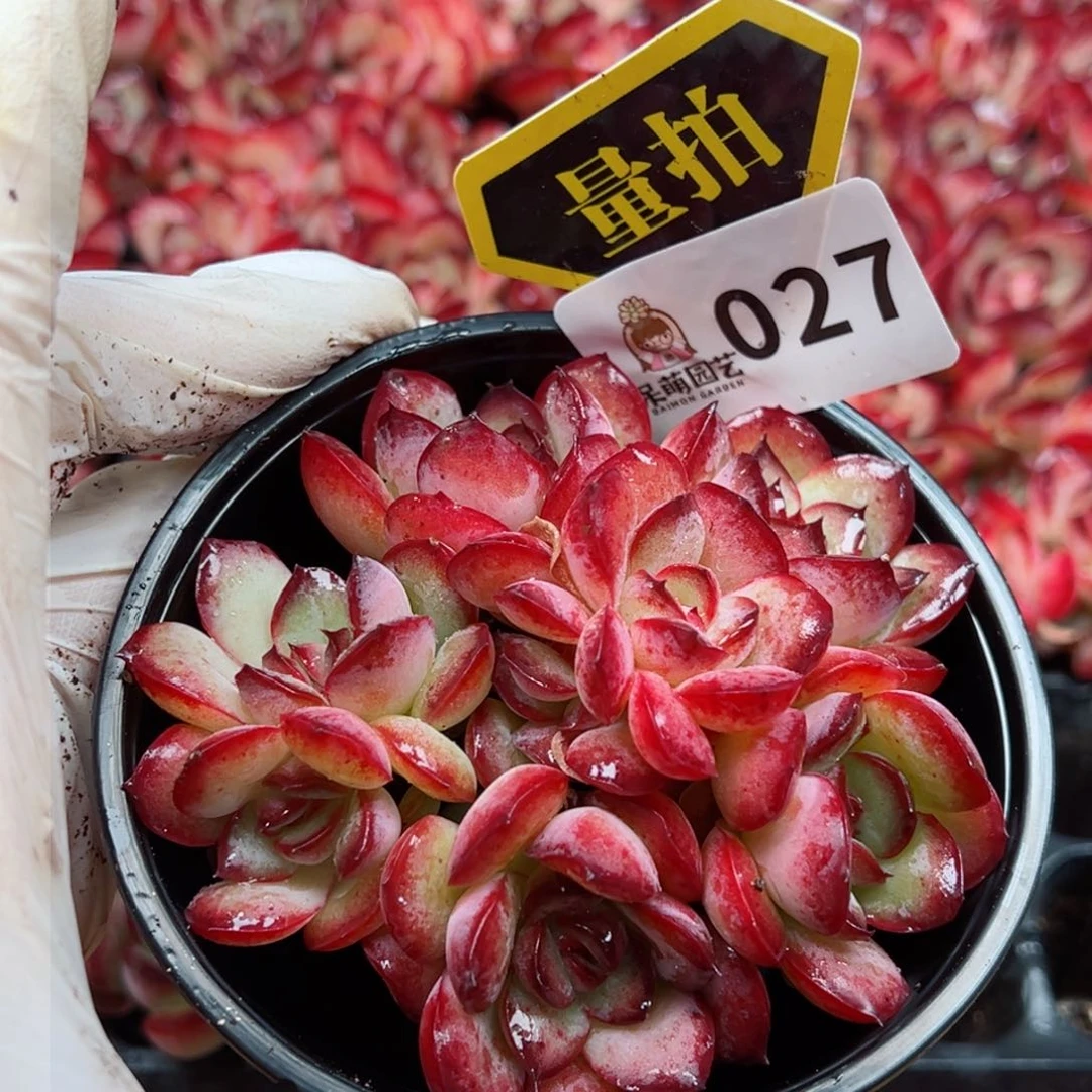 多肉植物多肉植物