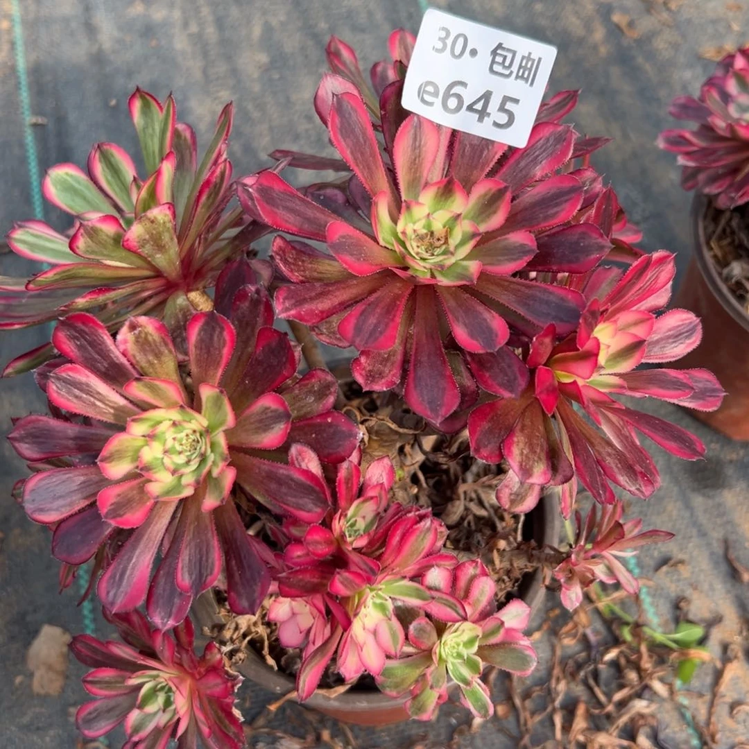 645红铜白多肉法师处理