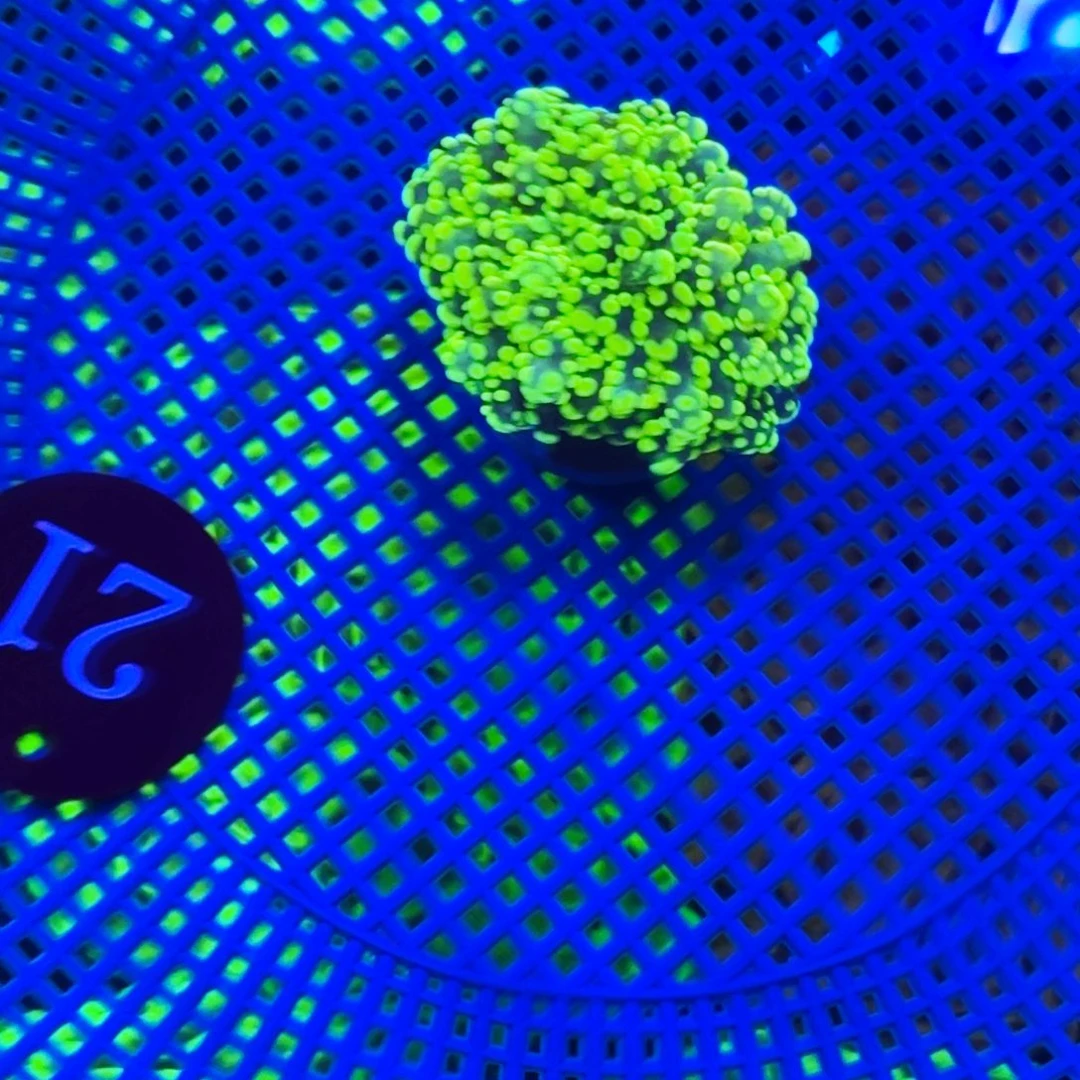 纽扣珊瑚金蛙卵一颗