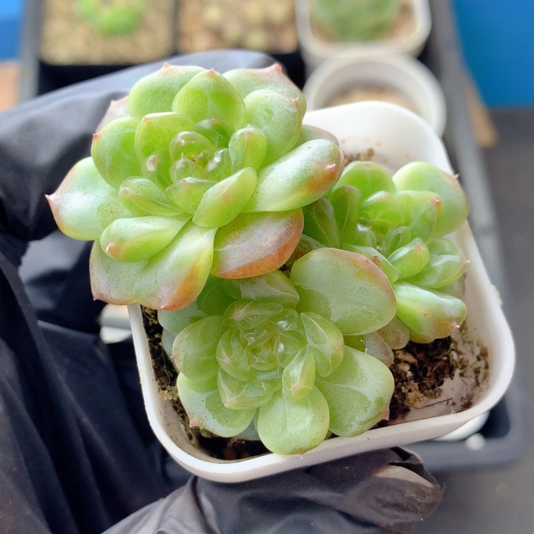 58包邮  群生不包整109 甜心100