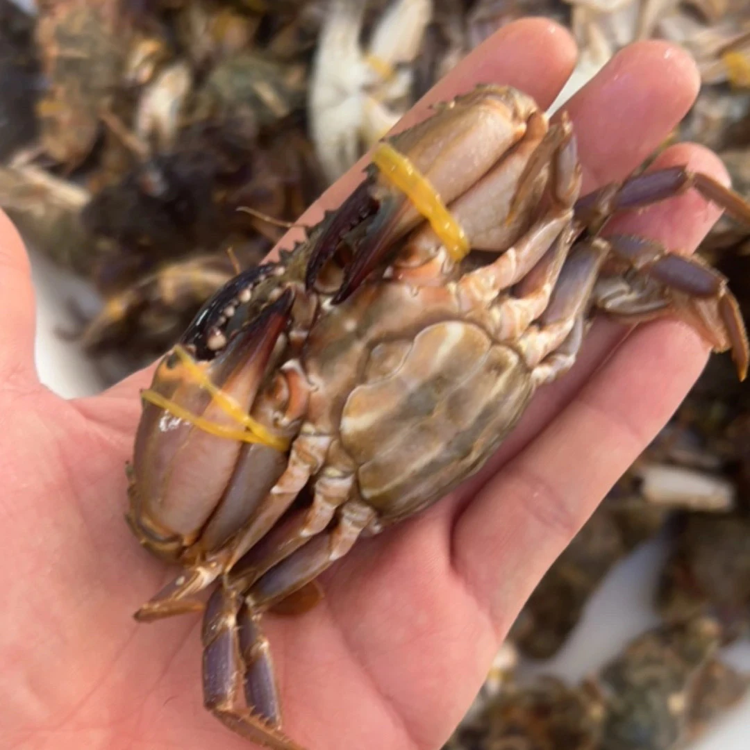 【保鲜不保活】本地花盖蟹 4斤  1-3两/只辣炒生腌性价比高