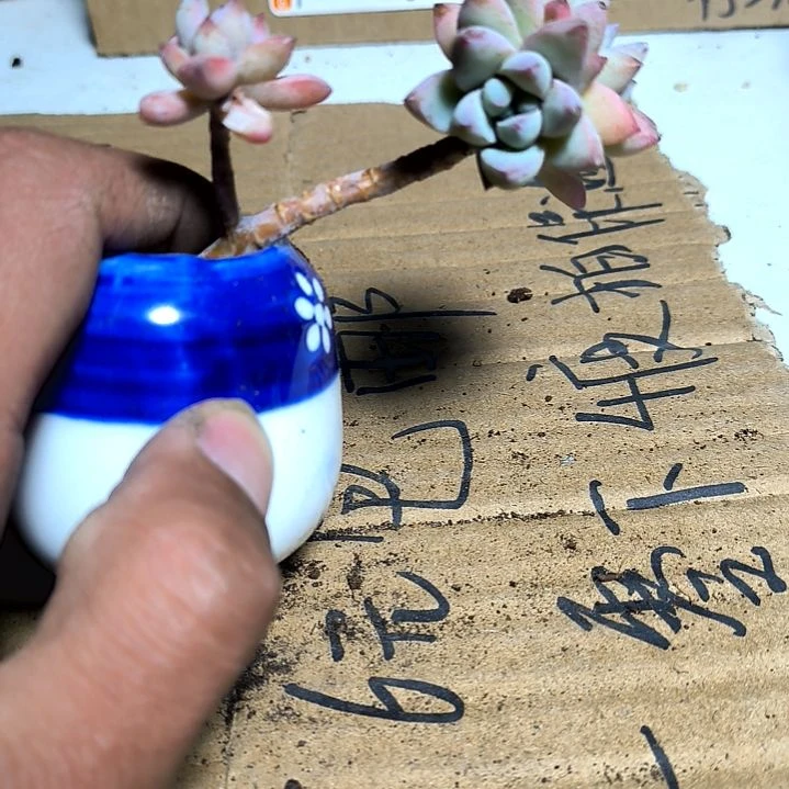 满6元包邮，树冰老庄