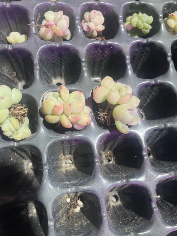 多肉植物一组自拍